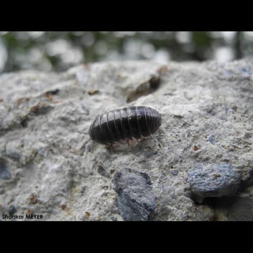 <i>Armadillidium vulgare</i> (Latreille, 1804) © S. MEYER
