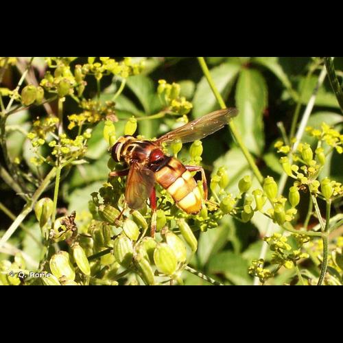 <i>Milesia crabroniformis</i> (Fabricius, 1775) © Q. Rome