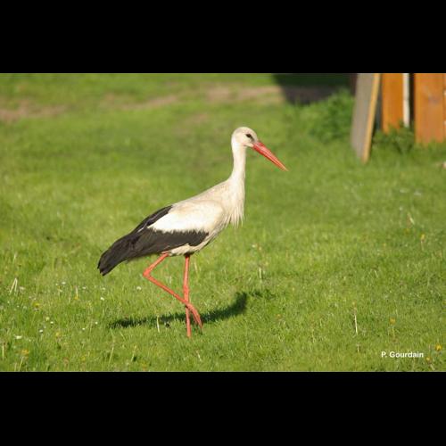 <i>Ciconia ciconia</i> (Linnaeus, 1758) © P. Gourdain