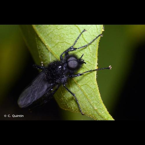 <i>Bibio marci</i> (Linnaeus, 1758) © C. Quintin