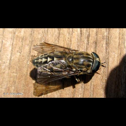 <i>Tabanus bromius</i> Linnaeus, 1758 © F. Michalke