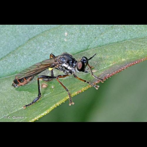 <i>Dioctria hyalipennis</i> (Fabricius, 1794) © C. Quintin
