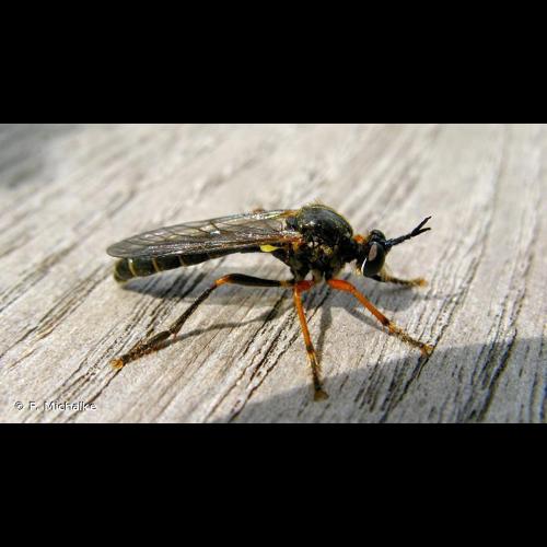 <i>Dioctria rufipes</i> (De Geer, 1776) © F. Michalke