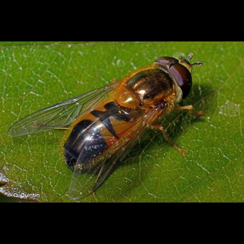 <i>Epistrophe eligans</i> (Harris, 1780) © C. Quintin