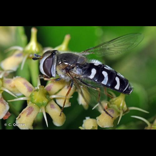 <i>Scaeva pyrastri</i> (Linnaeus, 1758) © C. Quintin