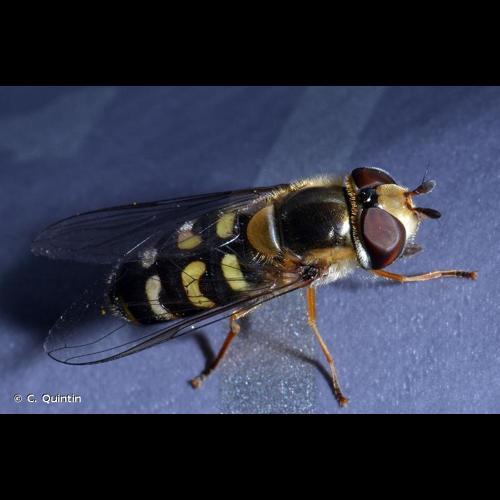 <i>Scaeva selenitica</i> (Meigen, 1822) © C. Quintin