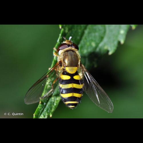 <i>Syrphus ribesii</i> (Linnaeus, 1758) © C. Quintin
