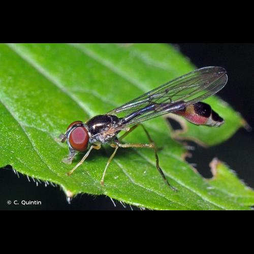 <i>Baccha elongata</i> (Fabricius, 1775) © C. Quintin