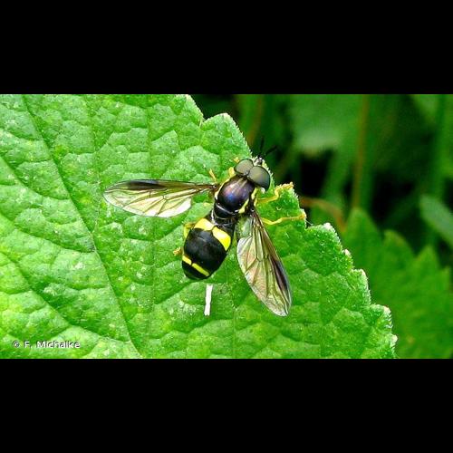 <i>Chrysotoxum bicinctum</i> (Linnaeus, 1758) © F. Michalke