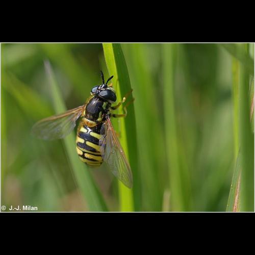 <i>Chrysotoxum cautum</i> (Harris, 1778) © NULL