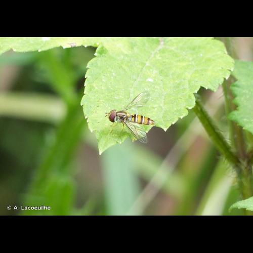 <i>Episyrphus balteatus</i> (De Geer, 1776) © A. Lacoeuilhe