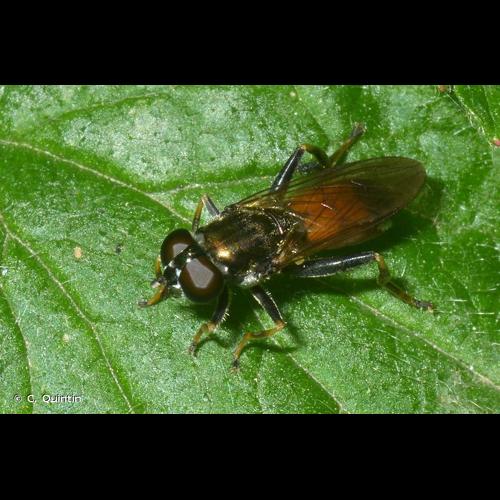 <i>Xylota segnis</i> (Linnaeus, 1758) © C. Quintin