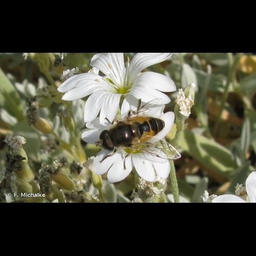 <i>Eristalis arbustorum</i> (Linnaeus, 1758) © F. Michalke