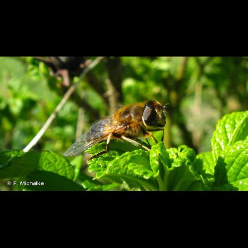 <i>Eristalis pertinax</i> (Scopoli, 1763) © F. Michalke