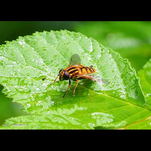 <i>Helophilus pendulus</i> (Linnaeus, 1758) © L. Léonard