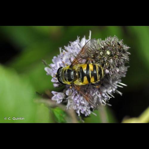 <i>Myathropa florea</i> (Linnaeus, 1758) © C. Quintin