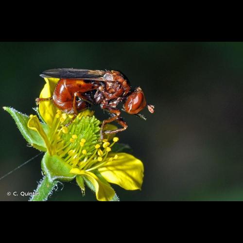 <i>Sicus ferrugineus</i> (Linnaeus, 1761) © C. Quintin