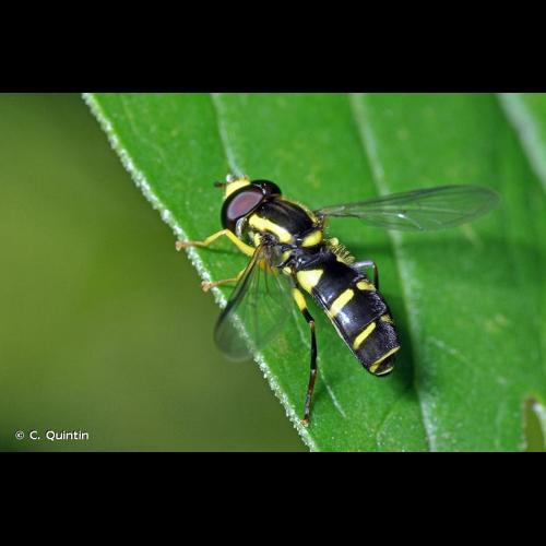 <i>Xanthogramma pedissequum</i> (Harris, 1778) © C. Quintin