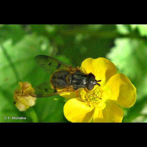 <i>Ferdinandea cuprea</i> (Scopoli, 1763) &copy; F. Michalke