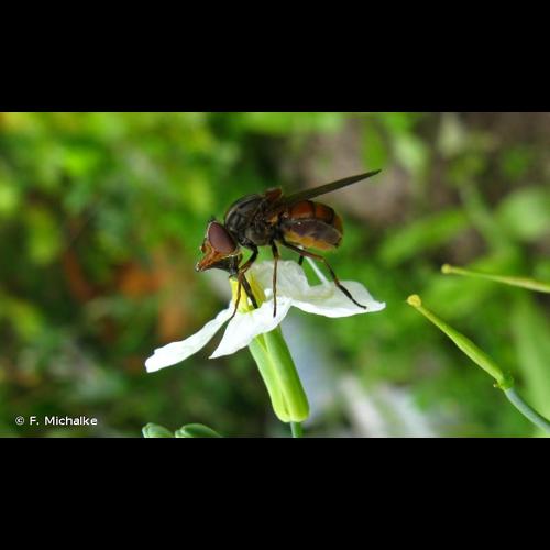 <i>Rhingia campestris</i> Meigen, 1822 © F. Michalke