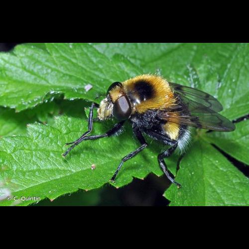 <i>Volucella bombylans</i> (Linnaeus, 1758) &copy; C. Quintin