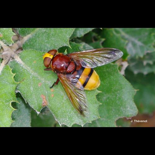 <i>Volucella zonaria</i> (Poda, 1761) © J. Thévenot