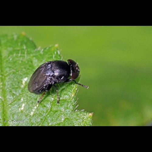 <i>Discomyza incurva</i> (Fallén, 1823) © C. Quintin