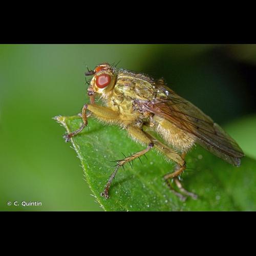 <i>Scathophaga stercoraria</i> (Linnaeus, 1758) © C. Quintin