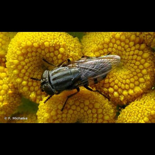 <i>Stomorhina lunata</i> (Fabricius, 1805) © F. Michalke