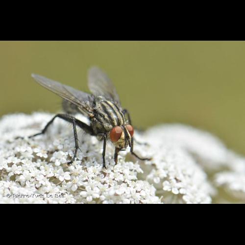 <i>Sarcophaga carnaria</i> (Linnaeus, 1758) © Pierre-Yves Le Bail