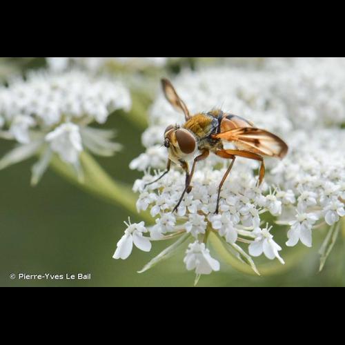 <i>Ectophasia crassipennis</i> (Fabricius, 1794) &copy; Pierre-Yves Le Bail