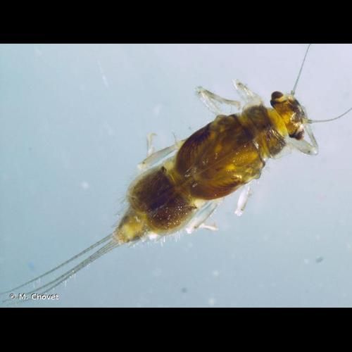 <i>Caenis horaria</i> (Linnaeus, 1758) © M. Chovet