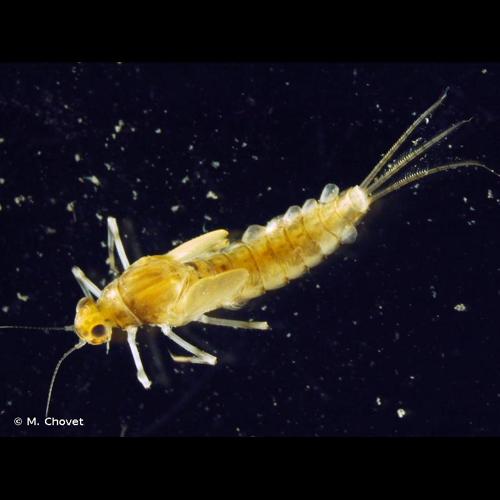 <i>Centroptilum luteolum</i> (O.F. Müller, 1776) © M. Chovet