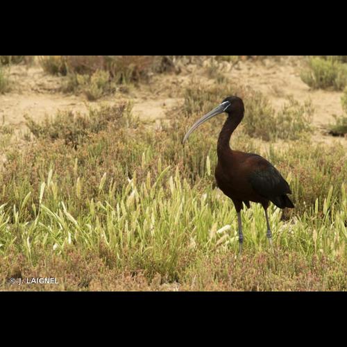 <i>Plegadis falcinellus</i> (Linnaeus, 1766) © J. LAIGNEL