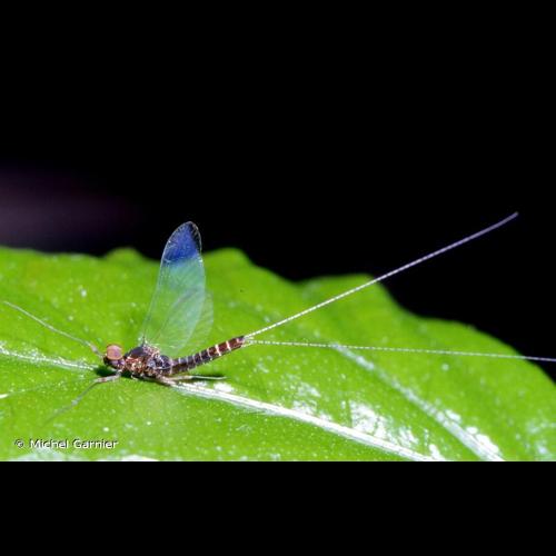 <i>Cloeon dipterum</i> (Linnaeus, 1761) © Michel Garnier