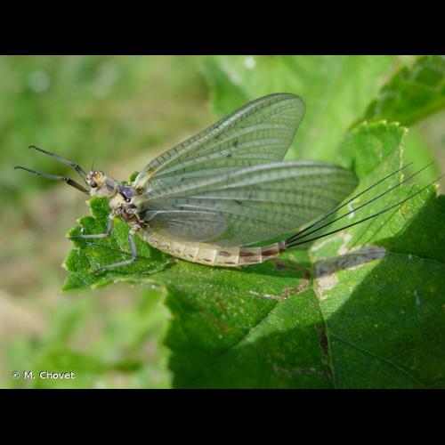 <i>Ephemera danica</i> O.F. Müller, 1764 © M. Chovet