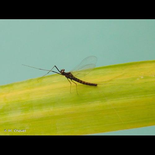 <i>Habrophlebia fusca</i> (Curtis, 1834) © M. Chovet