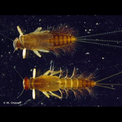 <i>Habrophlebia lauta</i> Eaton, 1884 © M. Chovet