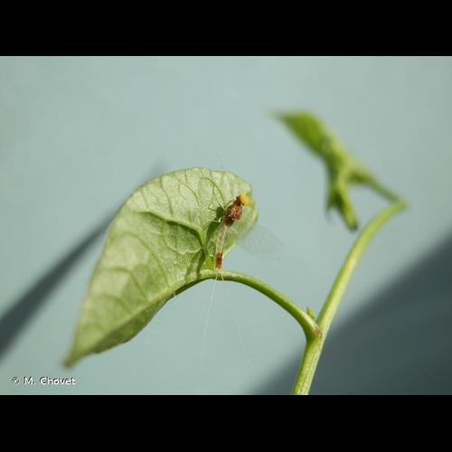 <i>Procloeon bifidum</i> (Bengtsson, 1912) © M. Chovet