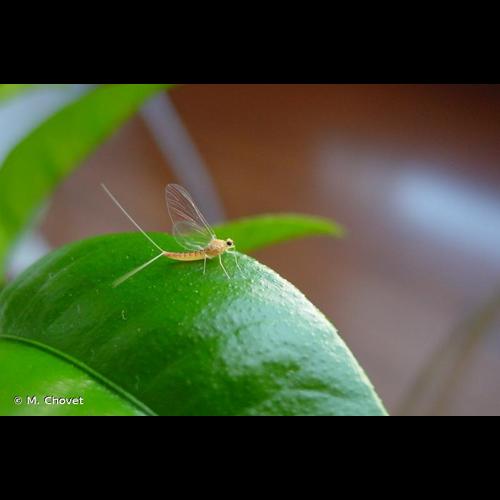 <i>Procloeon pennulatum</i> (Eaton, 1870) © M. Chovet