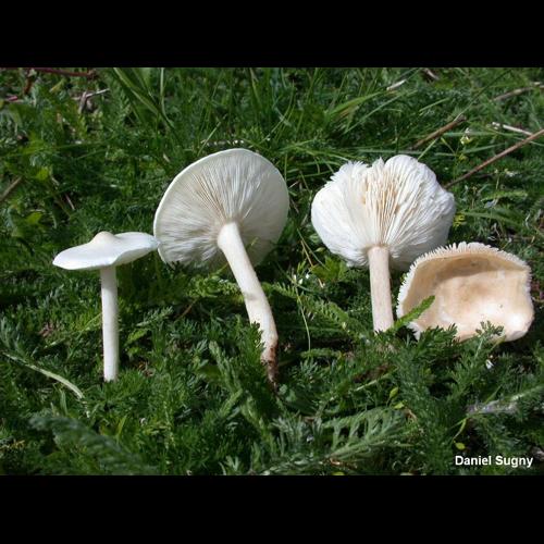 <i>Melanoleuca evenosa</i> (Sacc.) Konrad, 1927 © D. Sugny