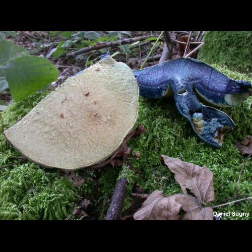 <i>Gyroporus cyanescens</i> (Bull.) Quél., 1886 © D. Sugny