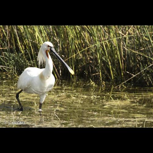 <i>Platalea leucorodia</i> Linnaeus, 1758 © J. LAIGNEL