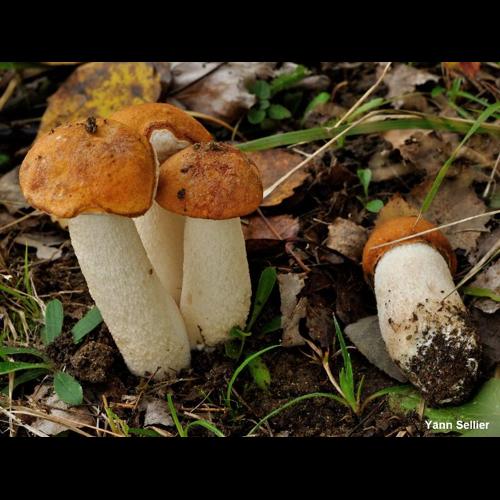 <i>Leccinum aurantiacum</i> (Bull.) Gray, 1821 © Y. Sellier