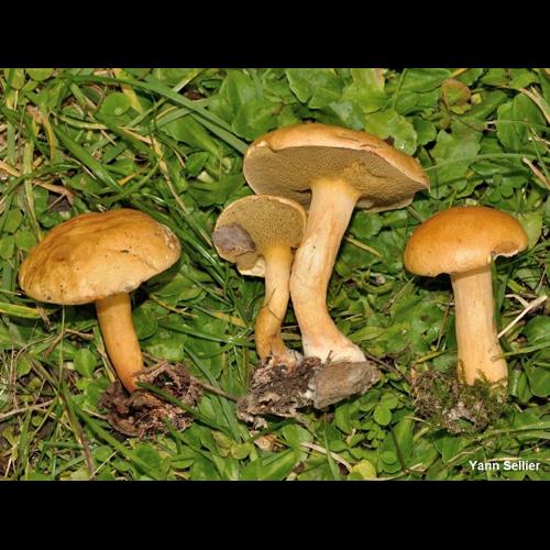 <i>Suillus bovinus</i> (L.) Roussel, 1796 © Y. Sellier