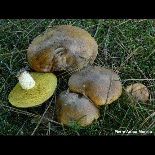 <i>Suillus collinitus</i> (Fr.) Kuntze, 1898 &copy; PA. Moreau