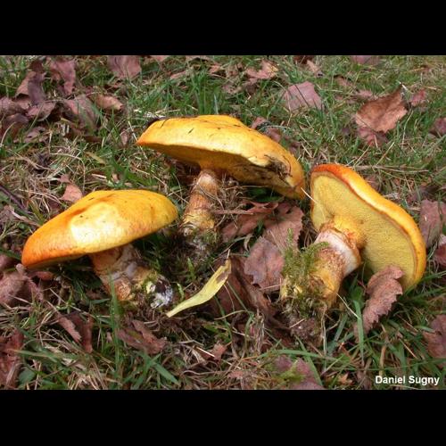 <i>Suillus grevillei</i> (Klotzsch) Singer, 1945 © D. Sugny
