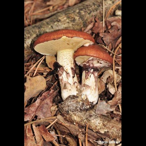 <i>Suillus luteus</i> (L.) Roussel, 1796 © Y. Sellier
