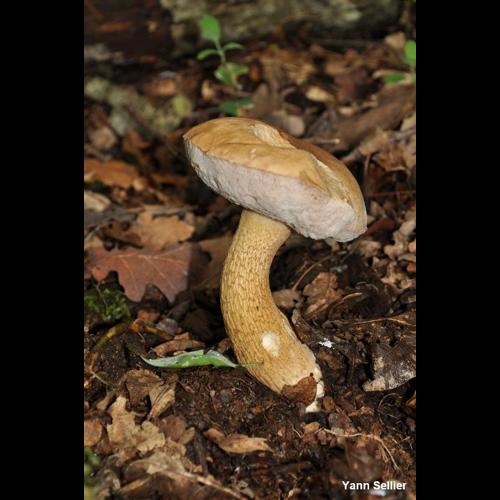 <i>Tylopilus felleus</i> (Bull.) P.Karst., 1881 &copy; Y. Sellier
