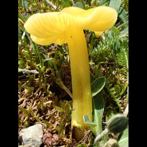 <i>Hygrocybe euroflavescens</i> Kühner, 1977 © H. Tinguy